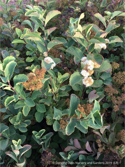 Shrubs ~ Spiraea betulifolia var. lucida, Shinyleaf Spirea ~ Dancing Oaks Nursery and Gardens ~ Retail Nursery ~ Mail Order Nursery