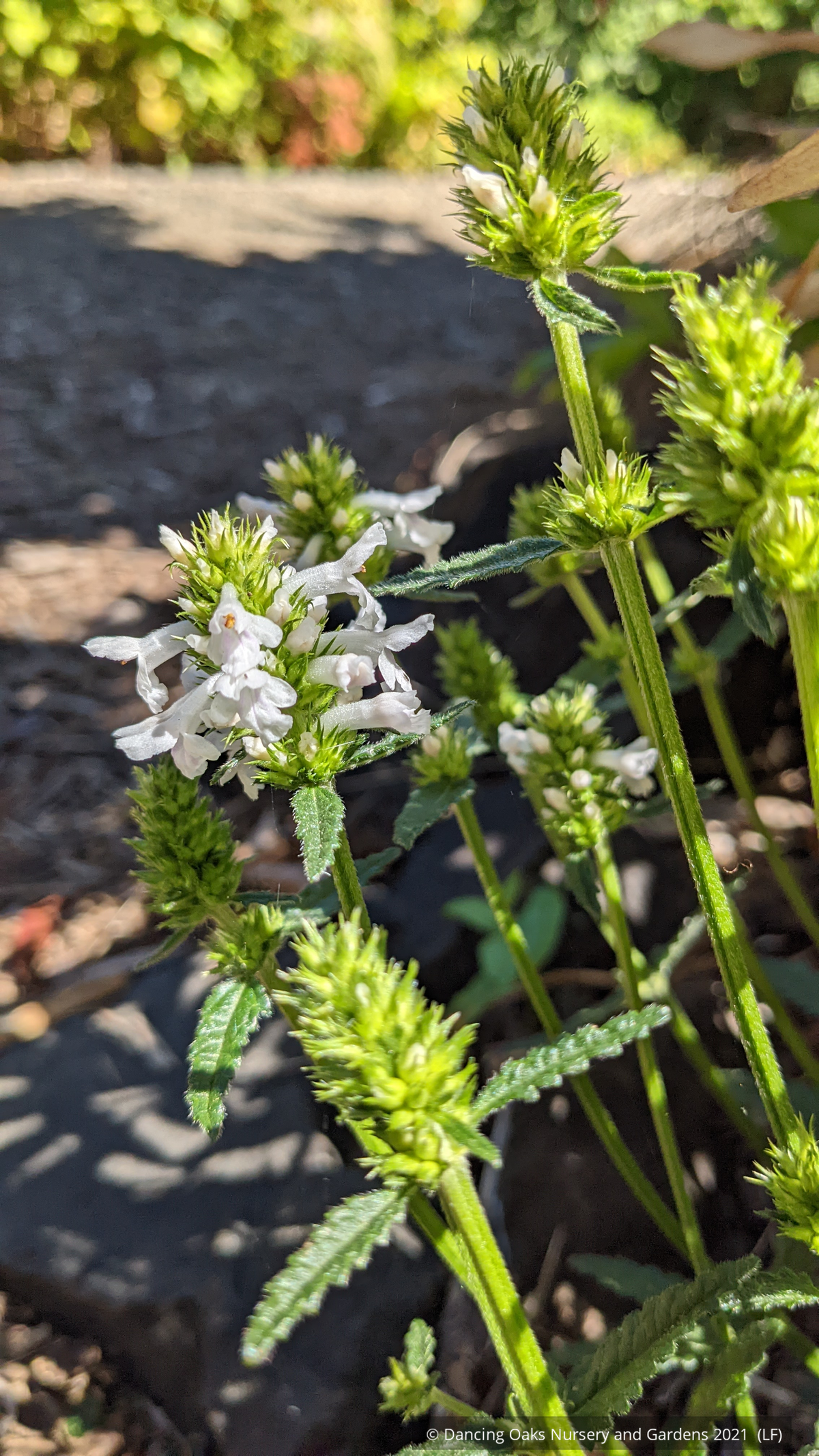 Stachys discolor (syn nivea), Lamb's Ear, White Betony