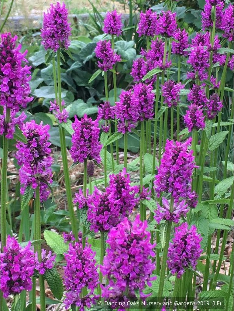 Perennials ~ Stachys officinalis 'Hummelo' (syn. S. monieri 'Hummelo), Betony ~ Dancing Oaks Nursery and Gardens ~ Retail Nursery ~ Mail Order Nursery
