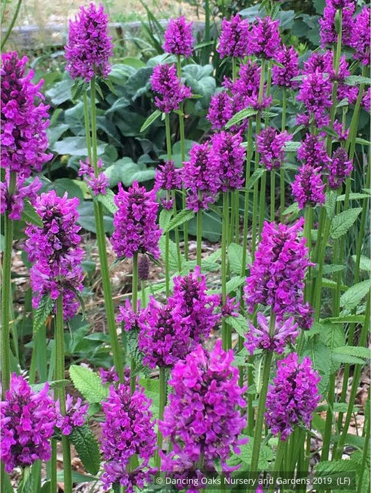 Perennials ~ Stachys officinalis 'Hummelo' (syn. S. monieri 'Hummelo), Betony ~ Dancing Oaks Nursery and Gardens ~ Retail Nursery ~ Mail Order Nursery