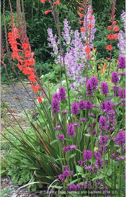 Perennials ~ Stachys officinalis 'Hummelo' (syn. S. monieri 'Hummelo), Betony ~ Dancing Oaks Nursery and Gardens ~ Retail Nursery ~ Mail Order Nursery