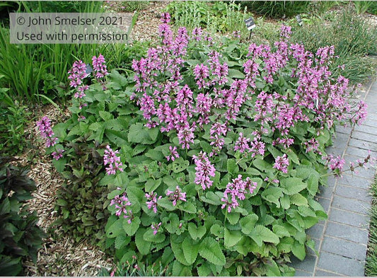 Perennials ~ Stachys macrantha, Big Betony ~ Dancing Oaks Nursery and Gardens ~ Retail Nursery ~ Mail Order Nursery
