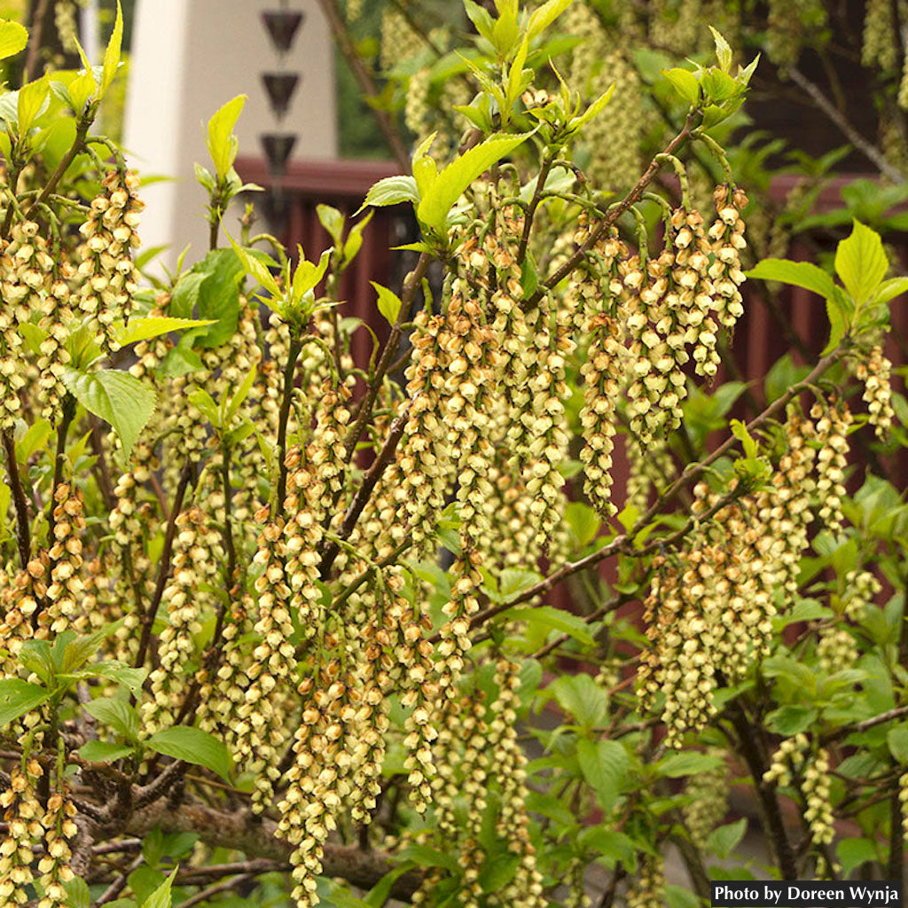 Shrubs ~ Stachyurus praecox var matsuzakii, Catkin Tree ~ Dancing Oaks Nursery and Gardens ~ Retail Nursery ~ Mail Order Nursery