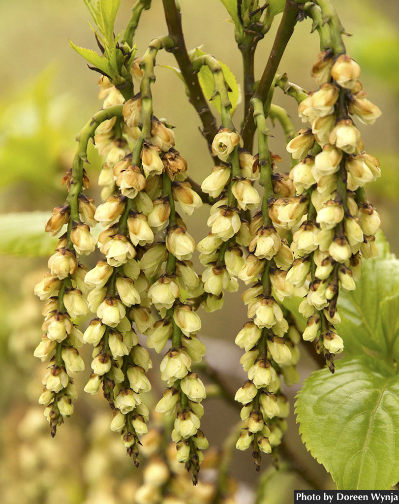 Shrubs ~ Stachyurus praecox var matsuzakii, Catkin Tree ~ Dancing Oaks Nursery and Gardens ~ Retail Nursery ~ Mail Order Nursery