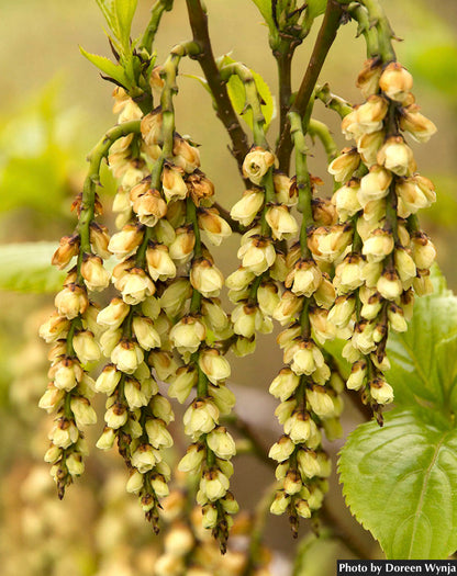 Shrubs ~ Stachyurus praecox var matsuzakii, Catkin Tree ~ Dancing Oaks Nursery and Gardens ~ Retail Nursery ~ Mail Order Nursery
