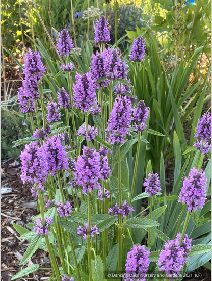 Perennials ~ Stachys officinalis 'Hummelo' (syn. S. monieri 'Hummelo), Betony ~ Dancing Oaks Nursery and Gardens ~ Retail Nursery ~ Mail Order Nursery