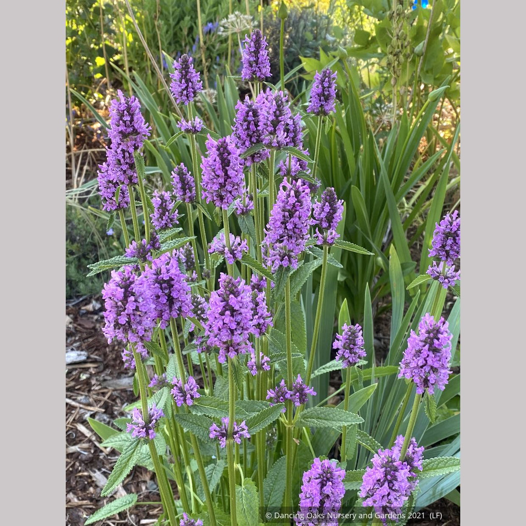 Betonica officinalis 'Hummelo' (syn. Stachys monieri 'Hummelo'), Beton ...