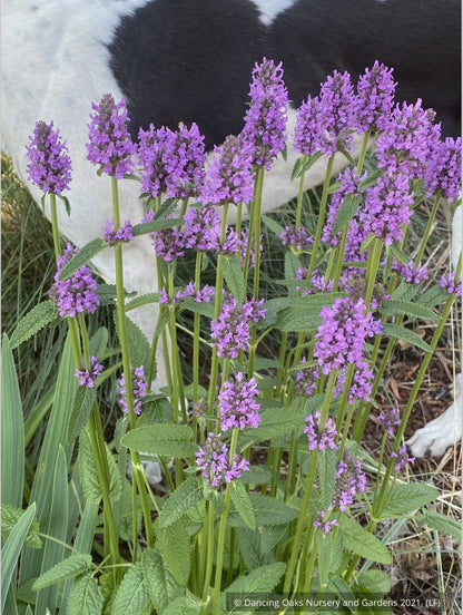 Perennials ~ Stachys officinalis 'Hummelo' (syn. S. monieri 'Hummelo), Betony ~ Dancing Oaks Nursery and Gardens ~ Retail Nursery ~ Mail Order Nursery
