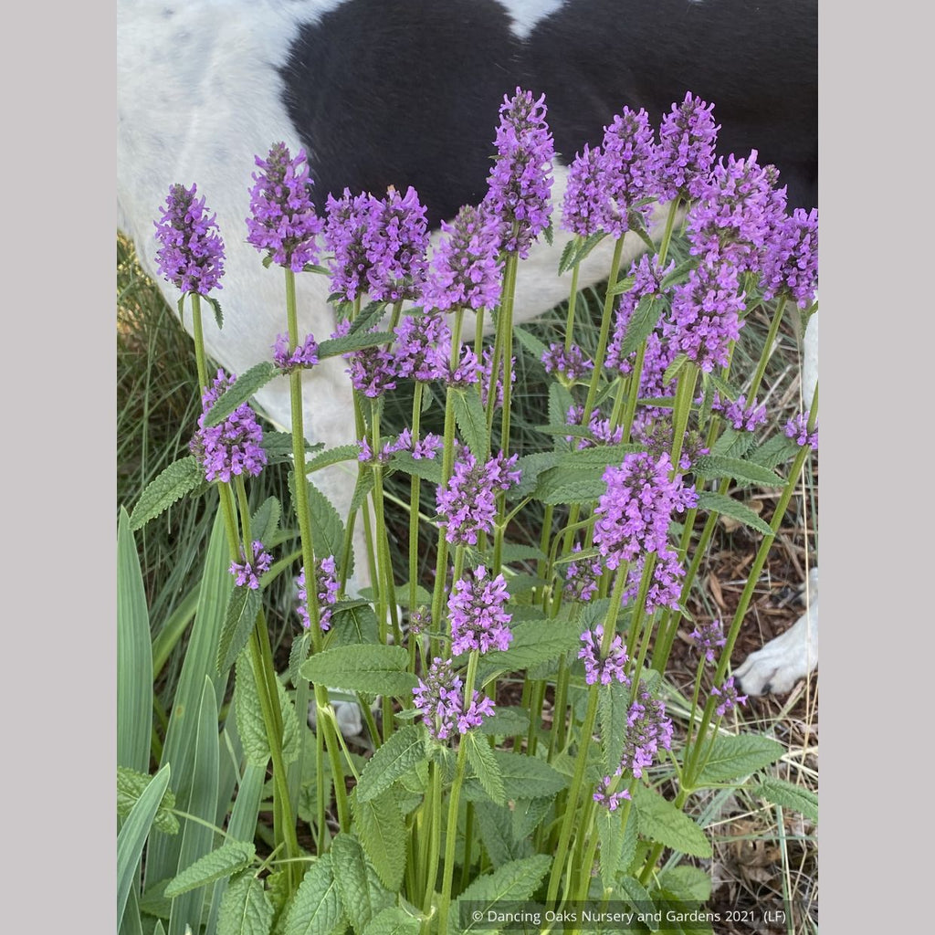 Betonica officinalis 'Hummelo' (syn. Stachys monieri 'Hummelo'), Beton ...