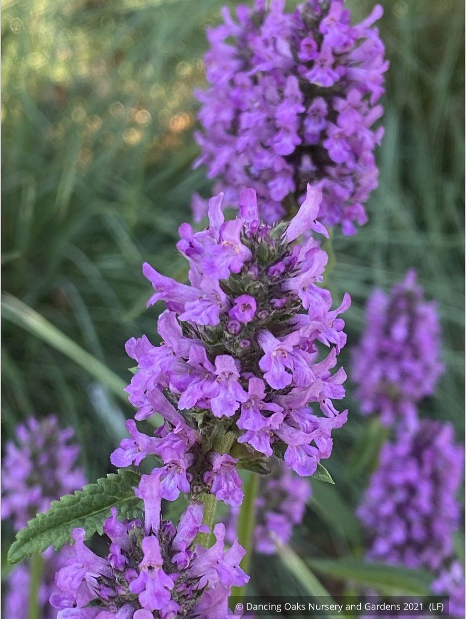 Perennials ~ Stachys officinalis 'Hummelo' (syn. S. monieri 'Hummelo), Betony ~ Dancing Oaks Nursery and Gardens ~ Retail Nursery ~ Mail Order Nursery