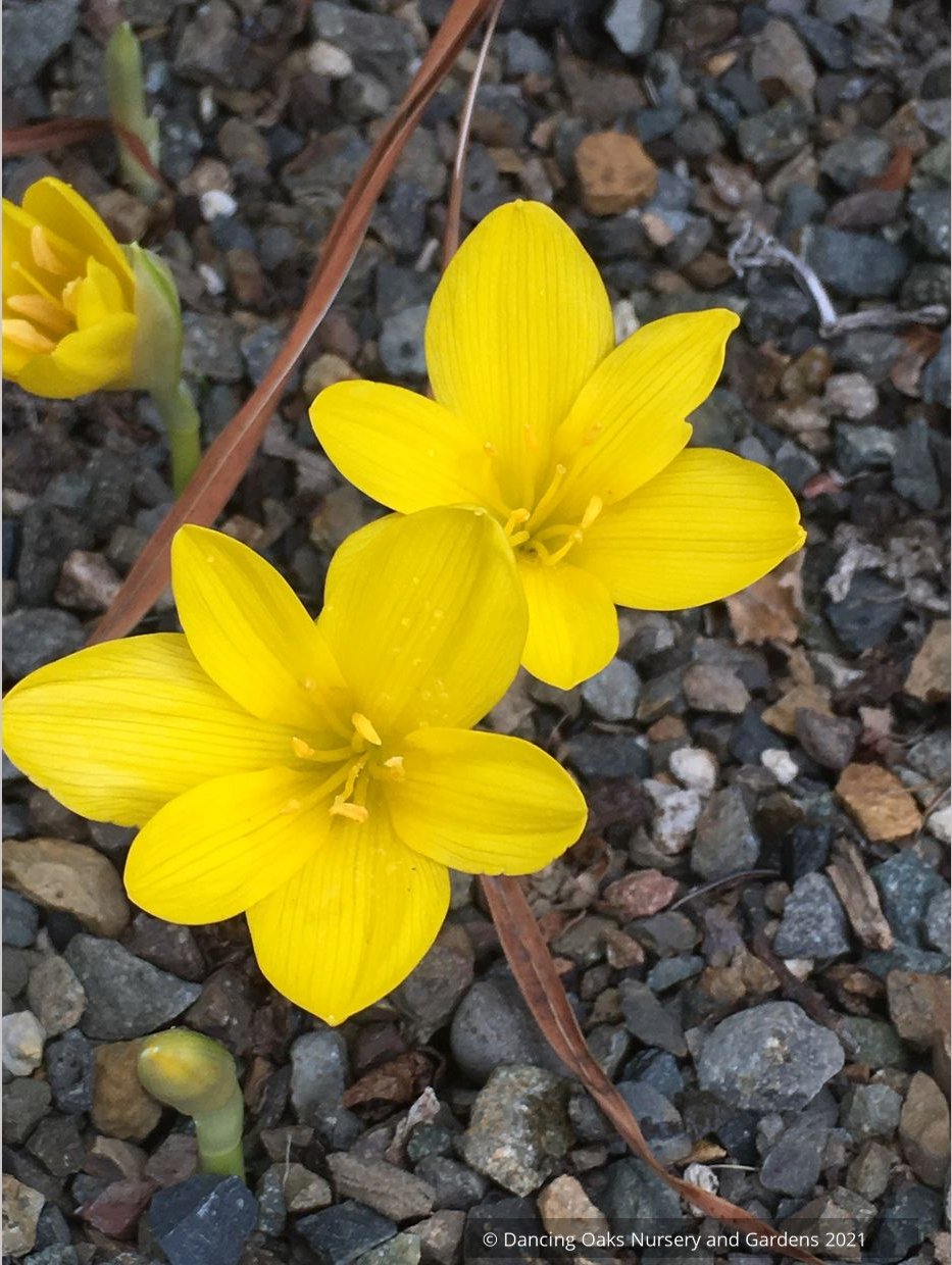 Sternbergia lutea, Winter Daffodil