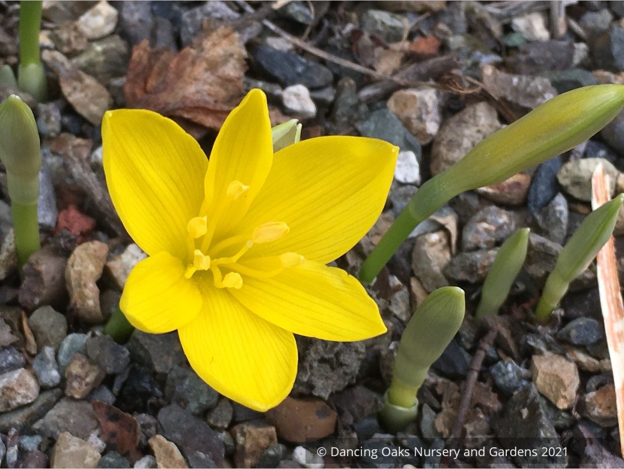 Sternbergia lutea, Winter Daffodil