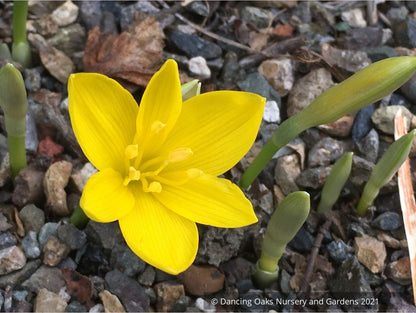 Sternbergia lutea, Winter Daffodil
