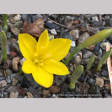 Sternbergia lutea, Winter Daffodil