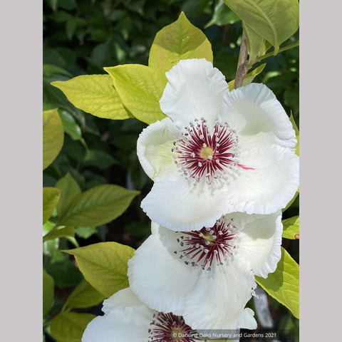Stewartia malacodendron, Silky Camellia