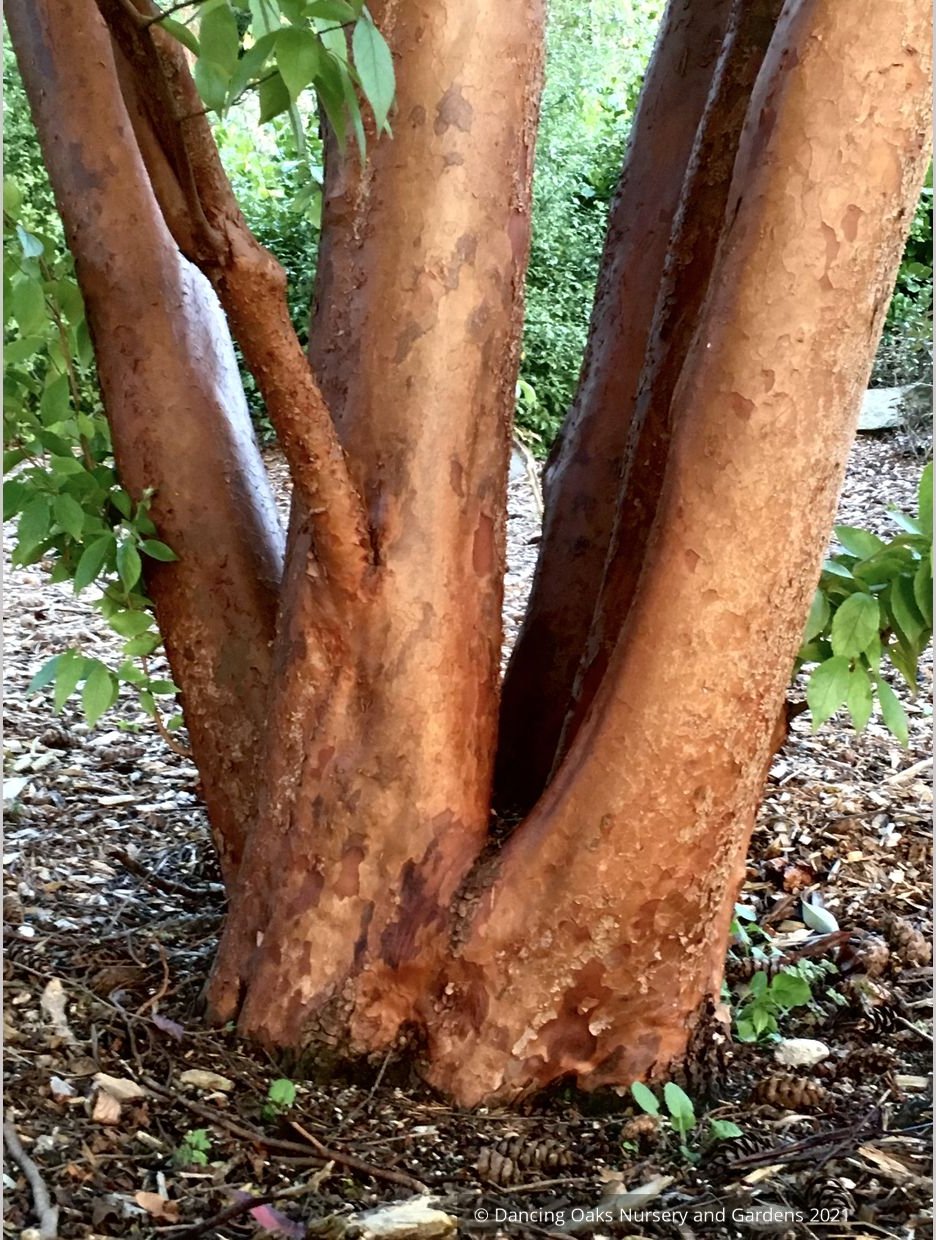 Stewartia monadelpha, Orangebark Stewartia or Tall Stewartia