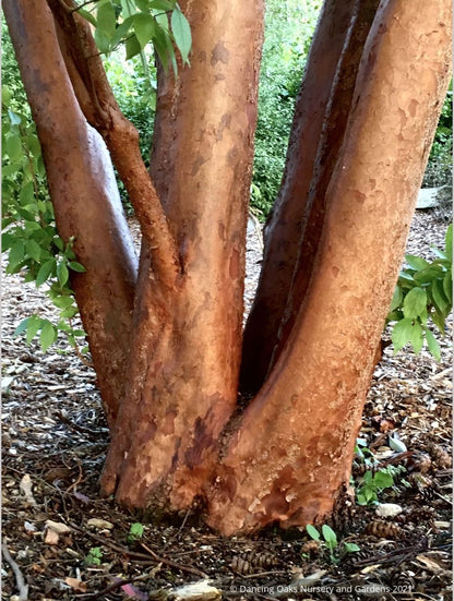 Stewartia monadelpha, Orangebark Stewartia or Tall Stewartia