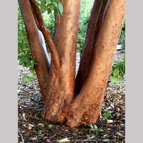 Stewartia monadelpha, Orangebark Stewartia or Tall Stewartia