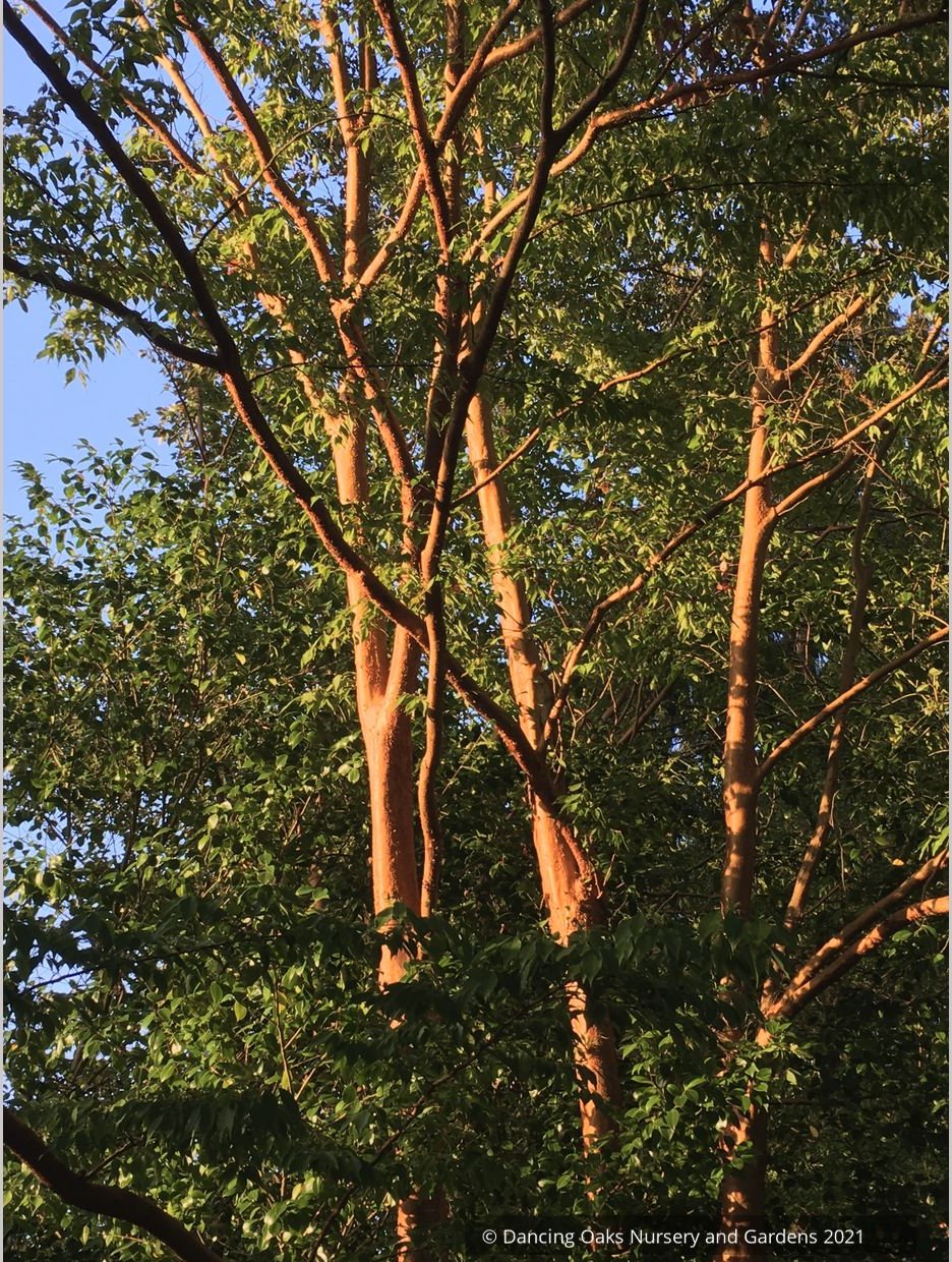 Stewartia monadelpha, Orangebark Stewartia or Tall Stewartia
