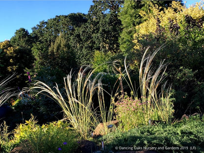 Grasses ~ Stipa barbata, Silver Feather Grass ~ Dancing Oaks Nursery and Gardens ~ Retail Nursery ~ Mail Order Nursery