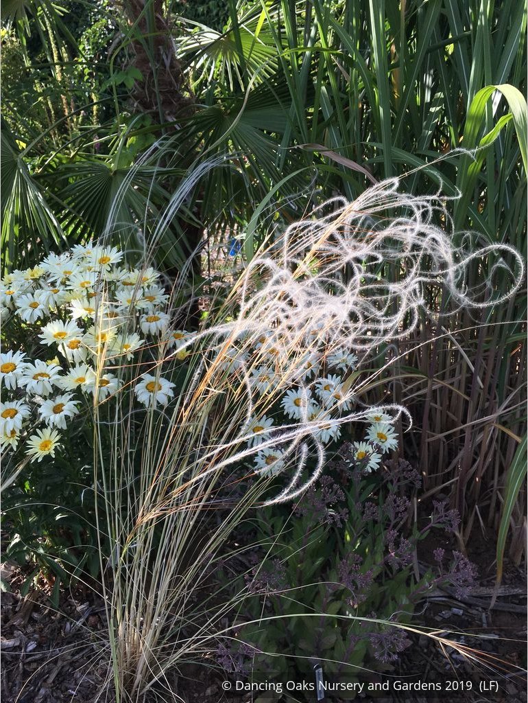 Grasses ~ Stipa barbata, Silver Feather Grass ~ Dancing Oaks Nursery and Gardens ~ Retail Nursery ~ Mail Order Nursery