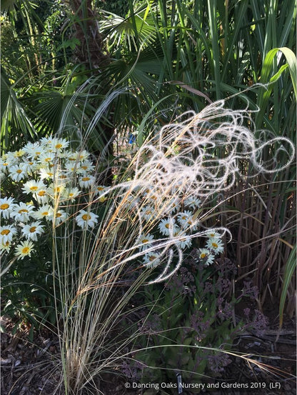 Grasses ~ Stipa barbata, Silver Feather Grass ~ Dancing Oaks Nursery and Gardens ~ Retail Nursery ~ Mail Order Nursery