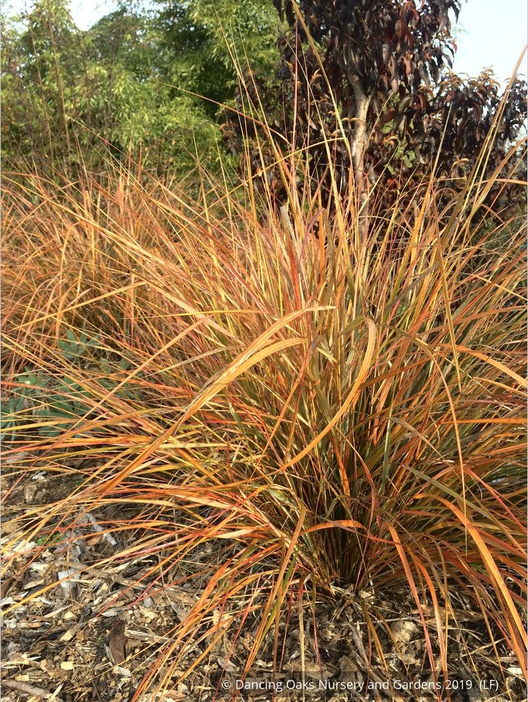 Grasses ~ Anemanthele lessoniana (syn. Stipa lessoniana), Pheasant Grass ~ Dancing Oaks Nursery and Gardens ~ Retail Nursery ~ Mail Order Nursery