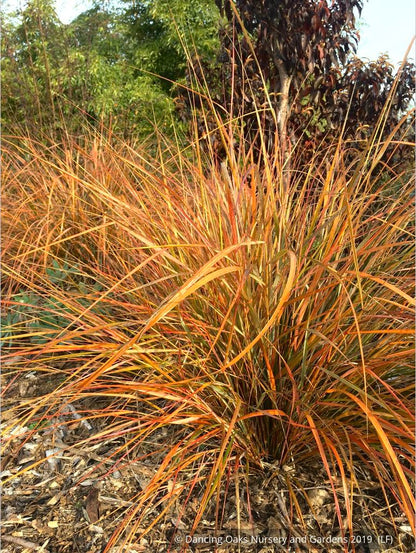 Grasses ~ Anemanthele lessoniana (syn. Stipa lessoniana), Pheasant Grass ~ Dancing Oaks Nursery and Gardens ~ Retail Nursery ~ Mail Order Nursery