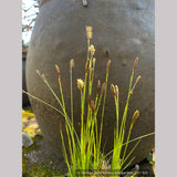 Grasses ~ Carex pensylvanica 'Straw Hat', Pennsylvania Sedge ~ Dancing Oaks Nursery and Gardens ~ Retail Nursery ~ Mail Order Nursery