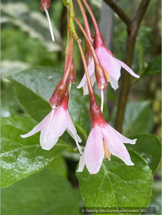 Styrax japonicus 'Pink Trinket', Dwarf Japanese Snowbell Shrub