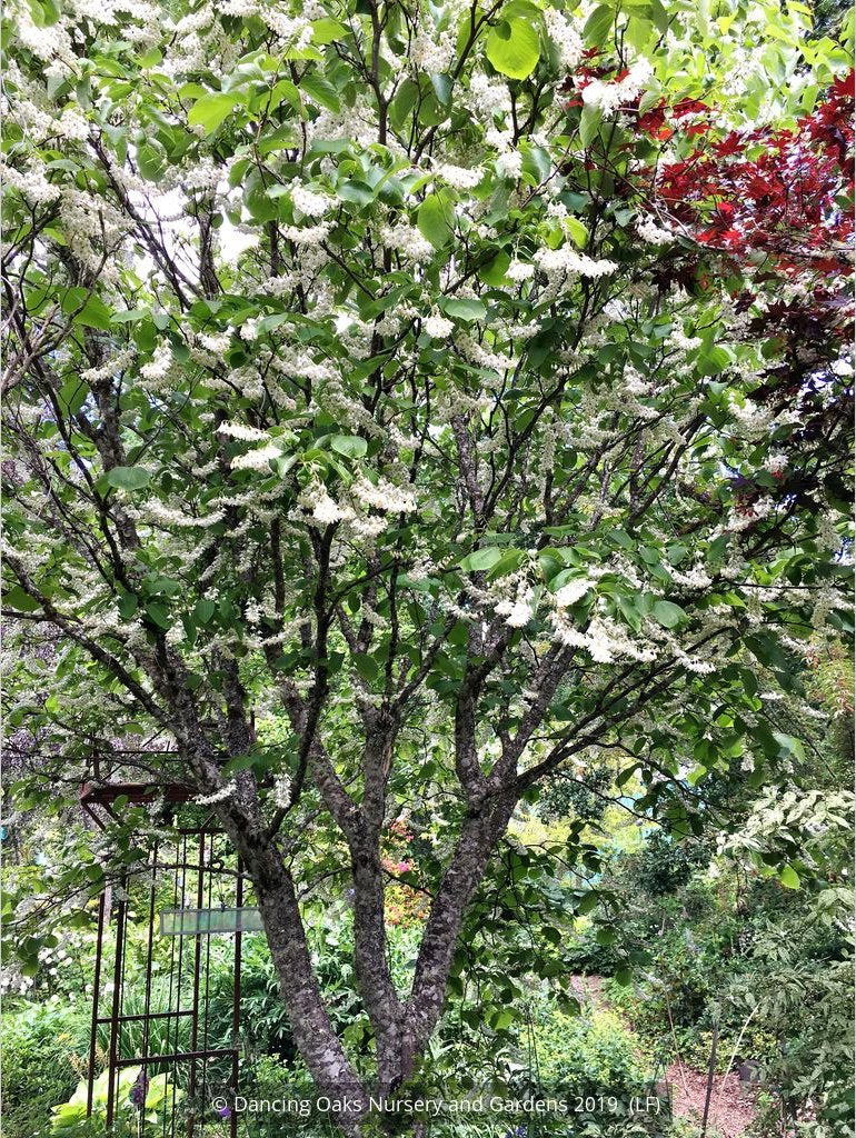Trees ~ Styrax obassia, Fragrant Snowbell ~ Dancing Oaks Nursery and Gardens ~ Retail Nursery ~ Mail Order Nursery