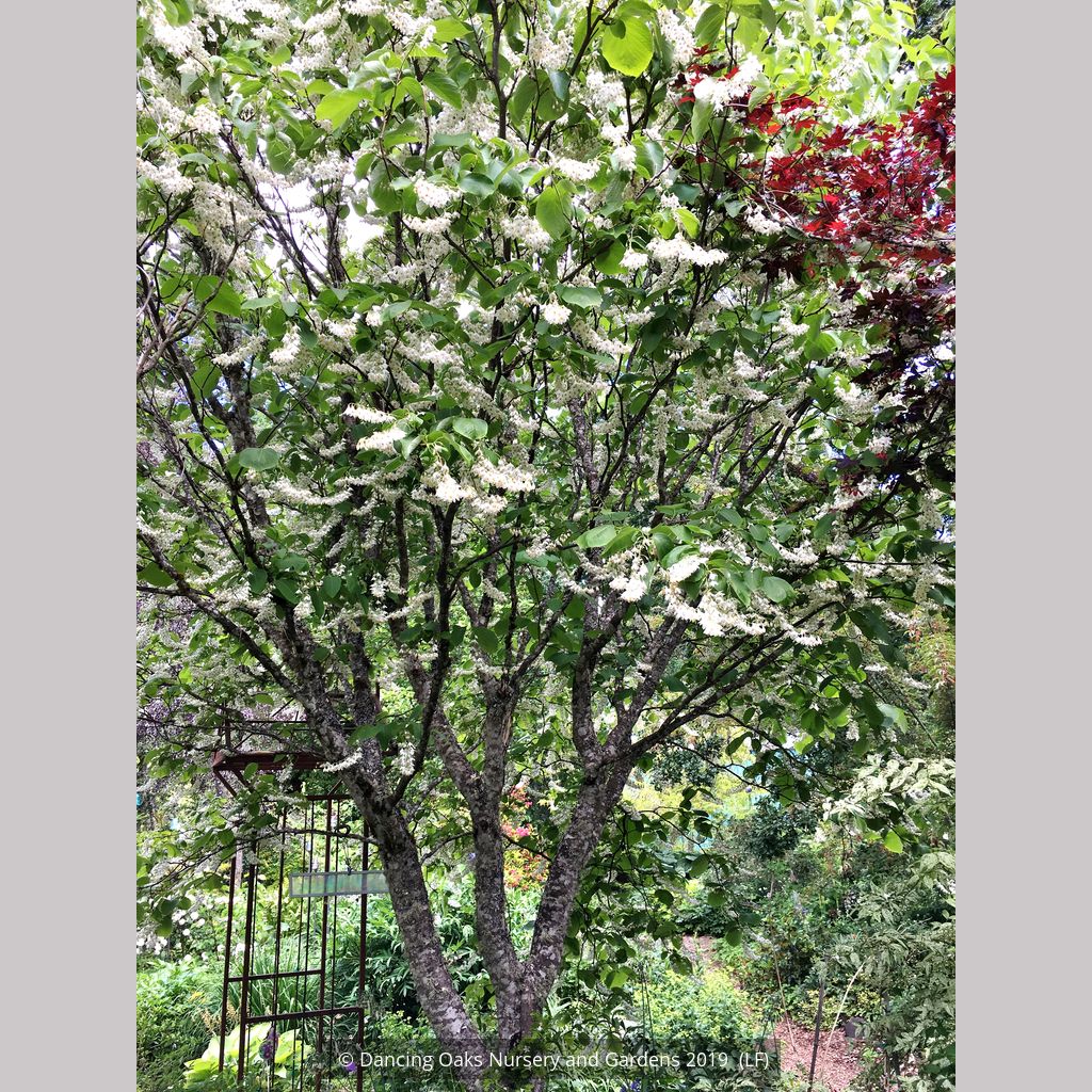 Styrax Obassia Fragrant Snowbell Dancing Oaks Nursery And Gardens 8445