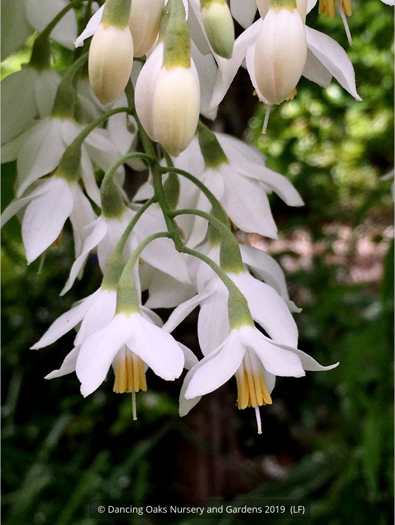Trees ~ Styrax obassia, Fragrant Snowbell ~ Dancing Oaks Nursery and Gardens ~ Retail Nursery ~ Mail Order Nursery
