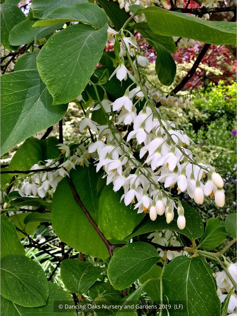 Trees ~ Styrax obassia, Fragrant Snowbell ~ Dancing Oaks Nursery and Gardens ~ Retail Nursery ~ Mail Order Nursery