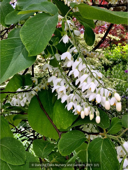 Trees ~ Styrax obassia, Fragrant Snowbell ~ Dancing Oaks Nursery and Gardens ~ Retail Nursery ~ Mail Order Nursery