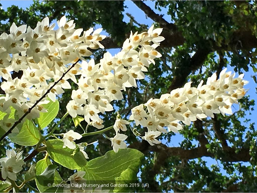 Trees ~ Styrax obassia, Fragrant Snowbell ~ Dancing Oaks Nursery and Gardens ~ Retail Nursery ~ Mail Order Nursery