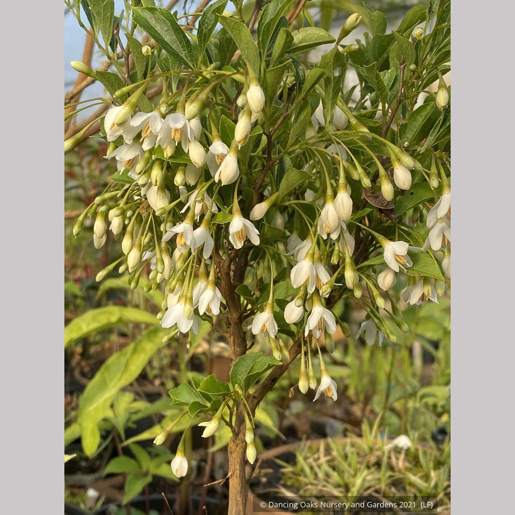 Styrax Japonicus Snow Drops Dwarf Japanese Snowbell Dancing Oaks Nursery And Gardens 2666