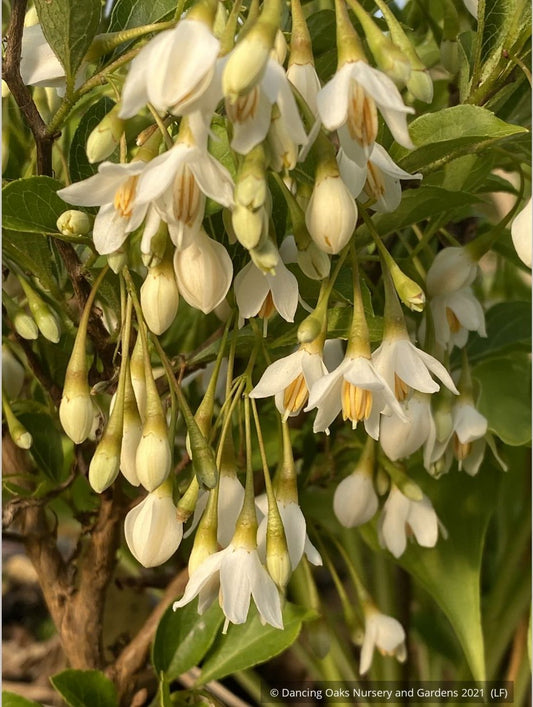 Trees ~ Styrax japonicus 'Snow Drops', Dwarf Japanese Snowbell ~ Dancing Oaks Nursery and Gardens ~ Retail Nursery ~ Mail Order Nursery