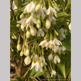 Trees ~ Styrax japonicus 'Snow Drops', Dwarf Japanese Snowbell ~ Dancing Oaks Nursery and Gardens ~ Retail Nursery ~ Mail Order Nursery