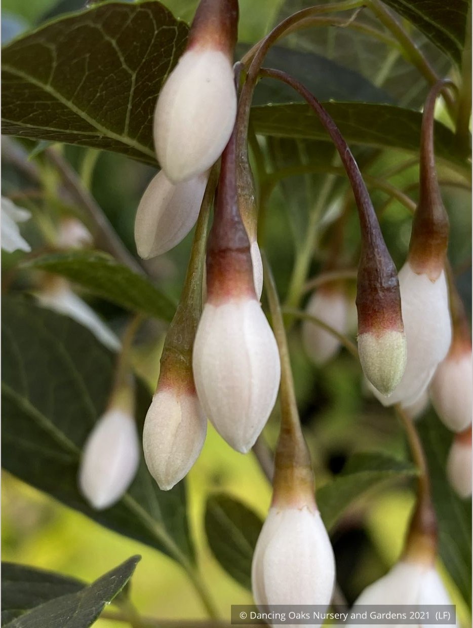 Trees ~ Styrax japonicus 'Evening Light', Japanese Snowbell ~ Dancing Oaks Nursery and Gardens ~ Retail Nursery ~ Mail Order Nursery