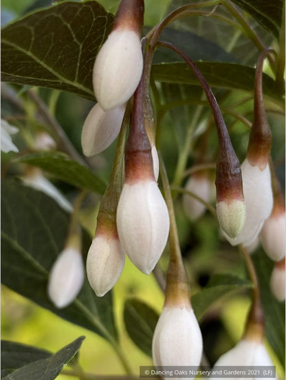 Trees ~ Styrax japonicus 'Evening Light', Japanese Snowbell ~ Dancing Oaks Nursery and Gardens ~ Retail Nursery ~ Mail Order Nursery
