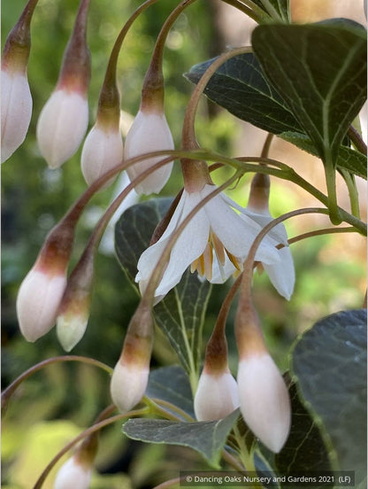 Trees ~ Styrax japonicus 'Evening Light', Japanese Snowbell ~ Dancing Oaks Nursery and Gardens ~ Retail Nursery ~ Mail Order Nursery