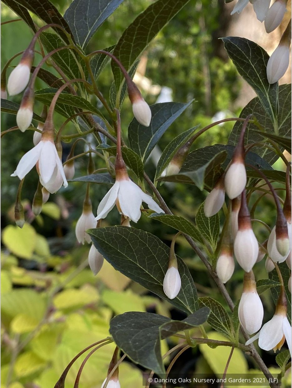 Trees ~ Styrax japonicus 'Evening Light', Japanese Snowbell ~ Dancing Oaks Nursery and Gardens ~ Retail Nursery ~ Mail Order Nursery