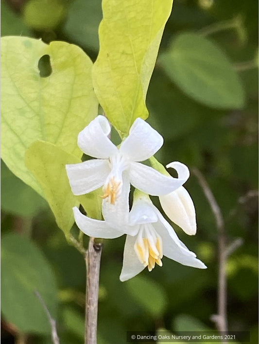 Styrax wilsonii, Wilson's Snowbell