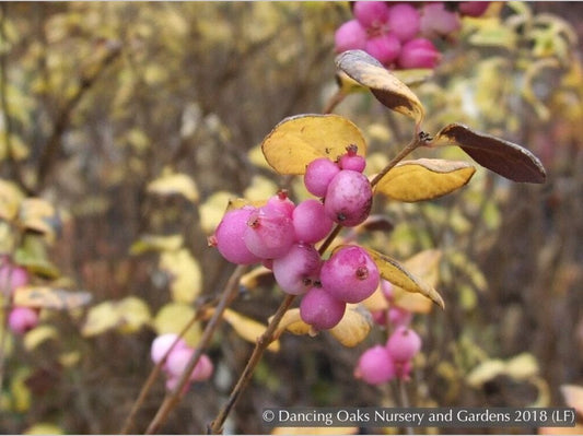 Shrubs ~ Symphoricarpos x doorenbossii 'Magic Berry', Magic Berry, Coralberry (Snowberry) ~ Dancing Oaks Nursery and Gardens ~ Retail Nursery ~ Mail Order Nursery