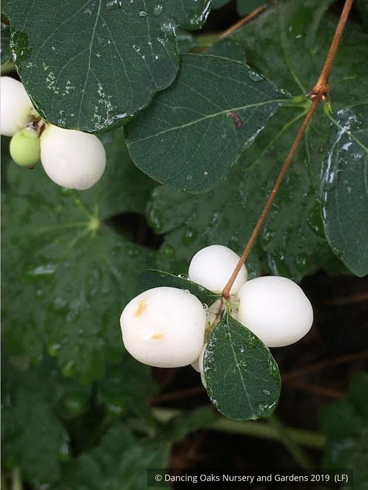 Shrubs ~ Symphoricarpos albus, Snowberry ~ Dancing Oaks Nursery and Gardens ~ Retail Nursery ~ Mail Order Nursery