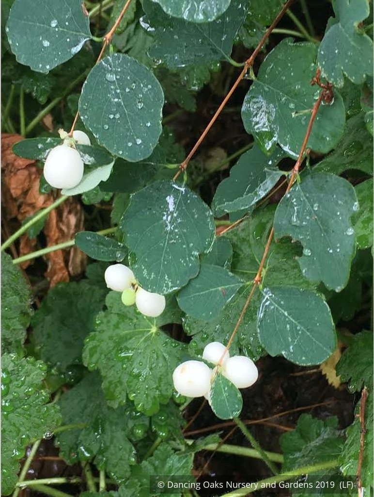 Shrubs ~ Symphoricarpos albus, Snowberry ~ Dancing Oaks Nursery and Gardens ~ Retail Nursery ~ Mail Order Nursery