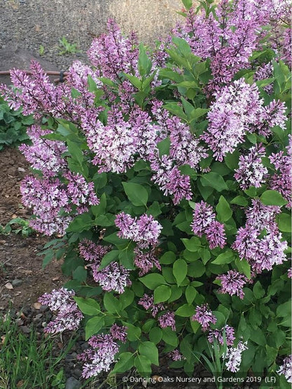 Shrubs ~ Syringa patula 'Miss Kim', Dwarf Lilac ~ Dancing Oaks Nursery and Gardens ~ Retail Nursery ~ Mail Order Nursery