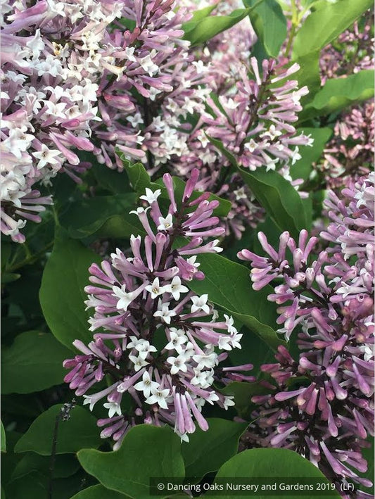 Shrubs ~ Syringa patula 'Miss Kim', Dwarf Lilac ~ Dancing Oaks Nursery and Gardens ~ Retail Nursery ~ Mail Order Nursery