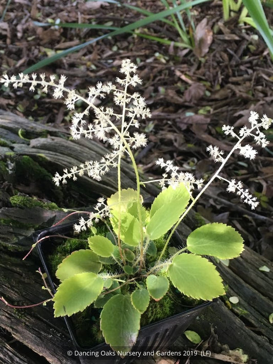 Perennials ~ Tanakaea radicans, Japanese Foam Flower ~ Dancing Oaks Nursery and Gardens ~ Retail Nursery ~ Mail Order Nursery